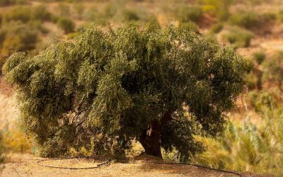 The happy olive tree